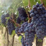 Uva vino Chianti